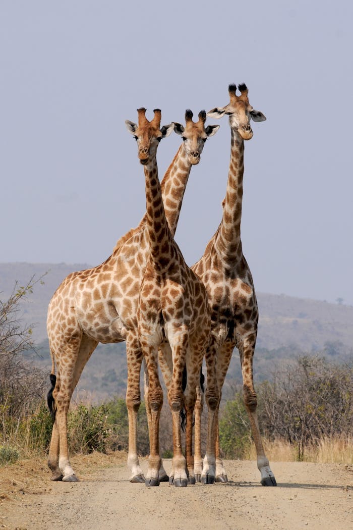 south-africa-hluhluwe-giraffes-pattern-34098.jpg