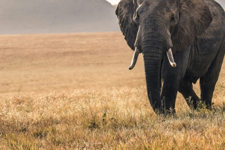Kenya Safari: The Ultimate African Adventure