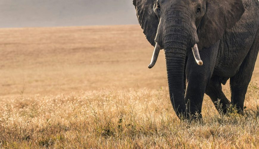Kenya Safari: The Ultimate African Adventure