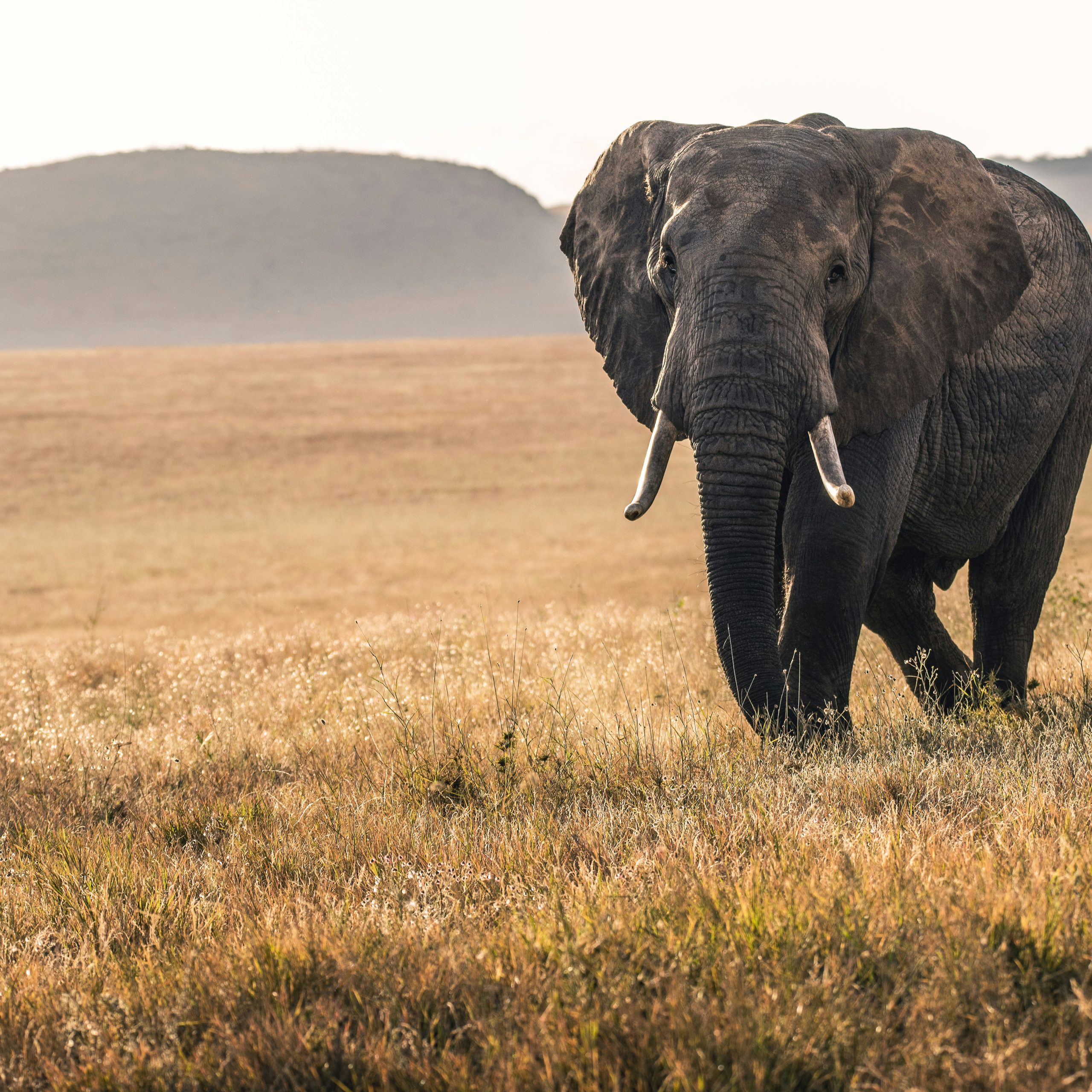 Kenya Safari: The Ultimate African Adventure